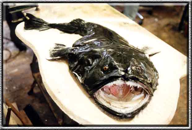 Fischpräparate
