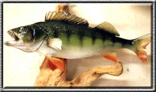 Fischpräparate