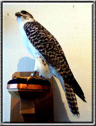 Ger x Saker Hybrid