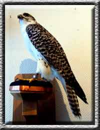 Ger x Saker Hybrid