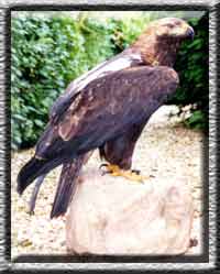 Kaiseradler