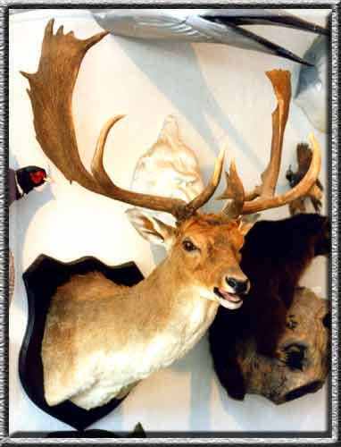Dammhirsch