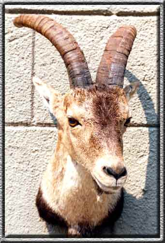 iberischer Steinbock