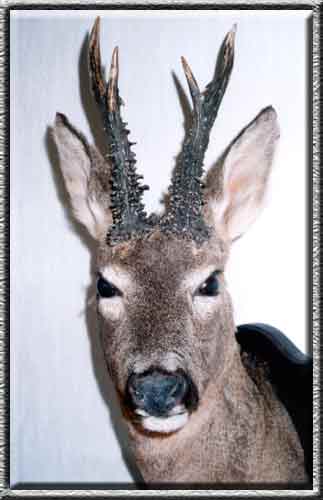 Jagdtrophäen