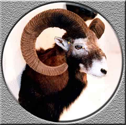 Jagdtrophäen