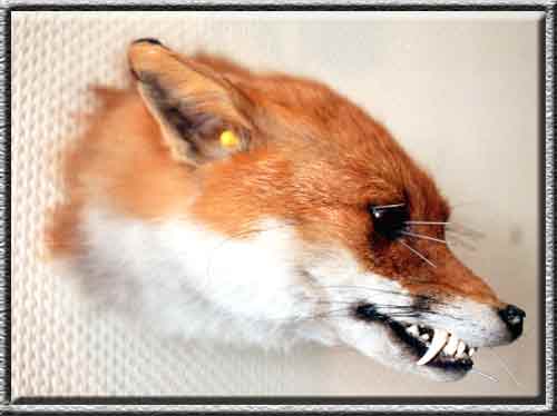 Fuchskopf