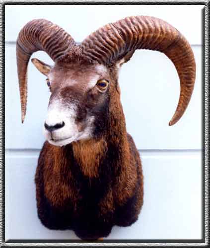 Mufflon