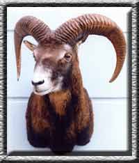 Mufflon