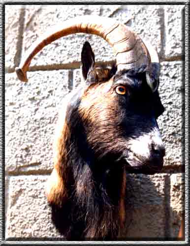 Ziegenbock