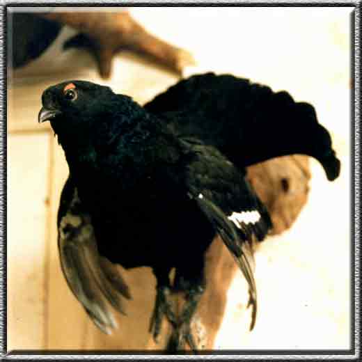 Vogelpräparationen