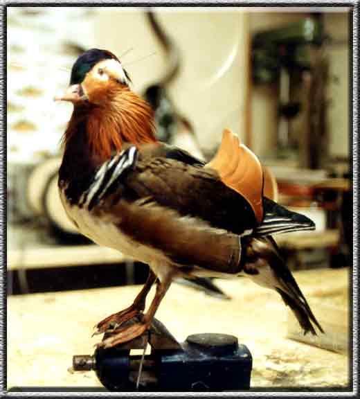 Vogelpräparation