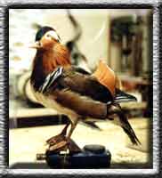 Vogelpräparation