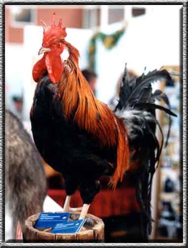 Vogelpräparation