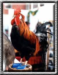 Vogelpräparation