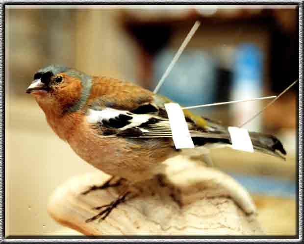 Vogelpräparation