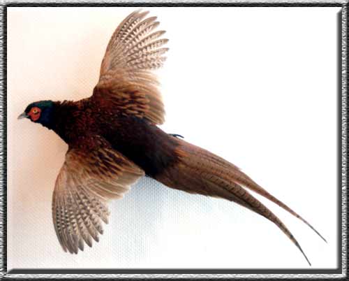 Vogelpräparation
