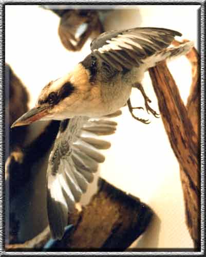 Vogelpräparation